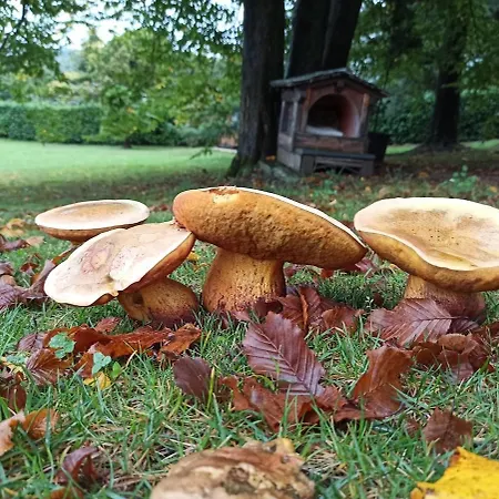 Panzió The House Viverone